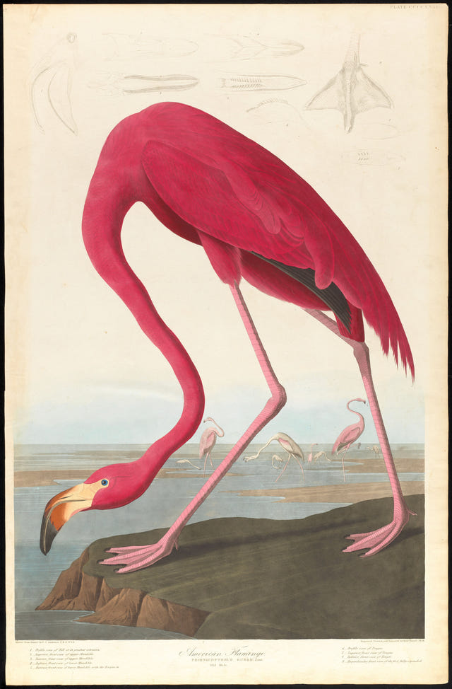 American Flamingo by John James Audubon — complete composition