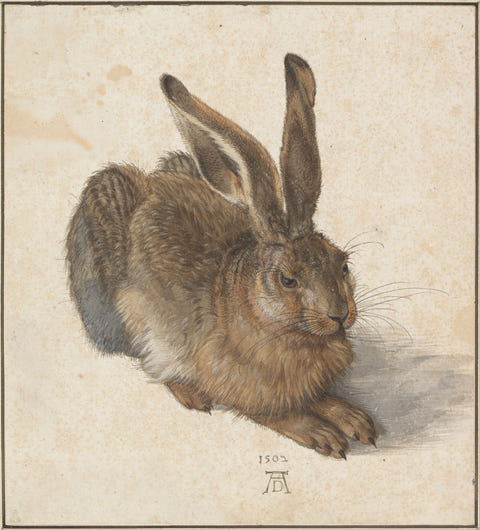 Albrecht Dürer — Young Hare Print