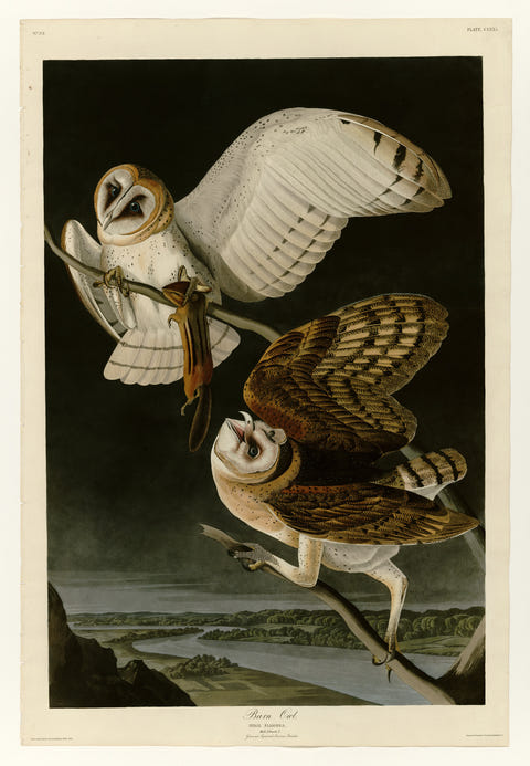 Barn Owl by John James Audubon — complete composition