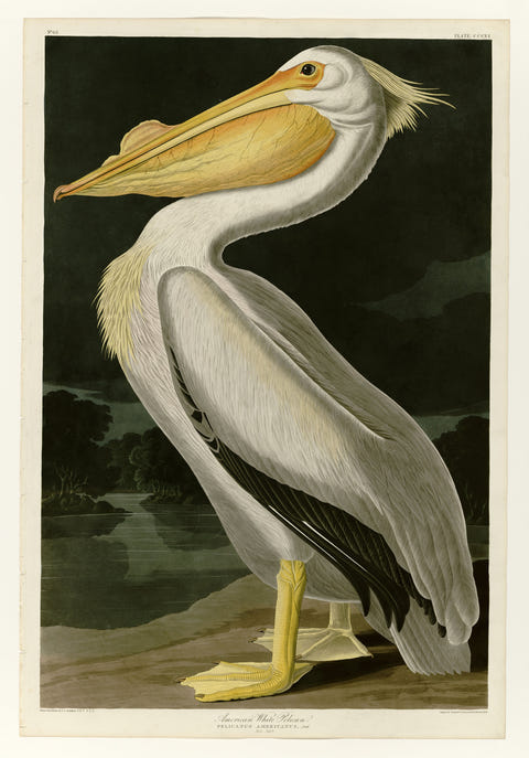 American White Pelican by John James Audubon — complete composition