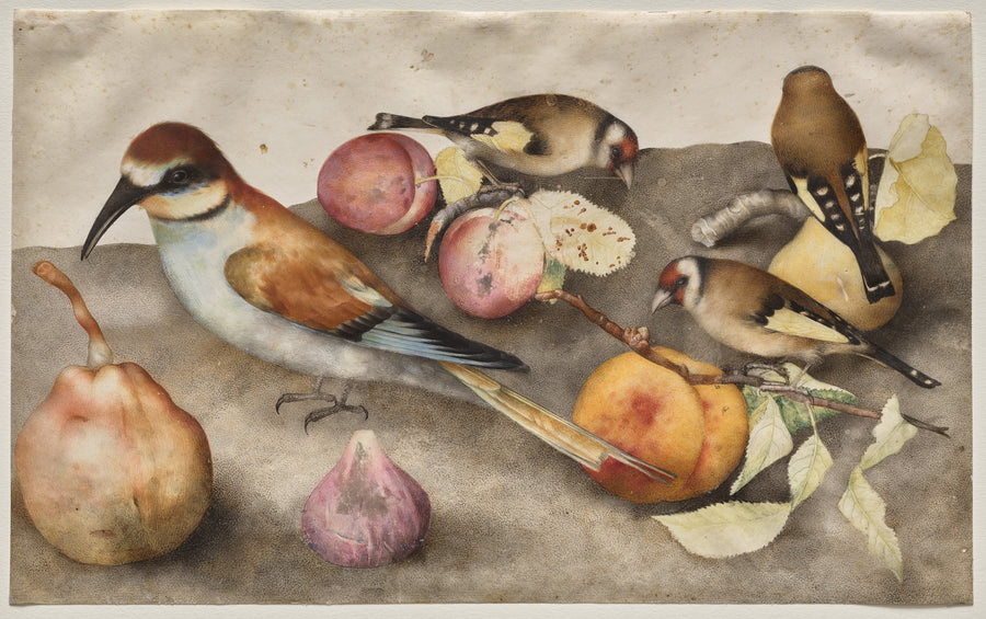 Still Life with Birds and Fruit by Giovanna Garzoni