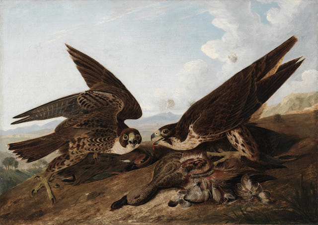 John James Audubon — Peregrine Falcons (Duck Hawks) Print
