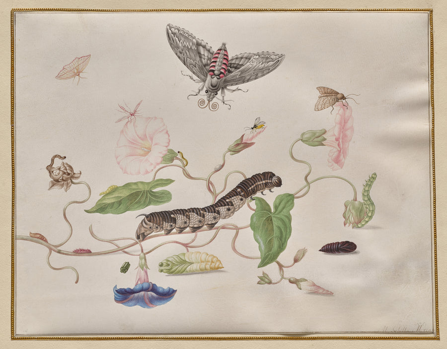 Convolvulus and Metamorphosis of the Convolvulus Hawk Moth by Maria Sibylla Merian