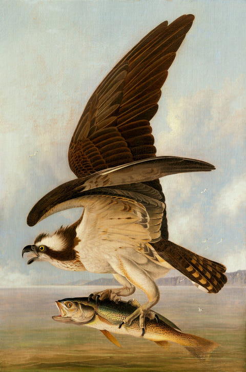 Osprey and Weakfish by John James Audubon, complete composition
