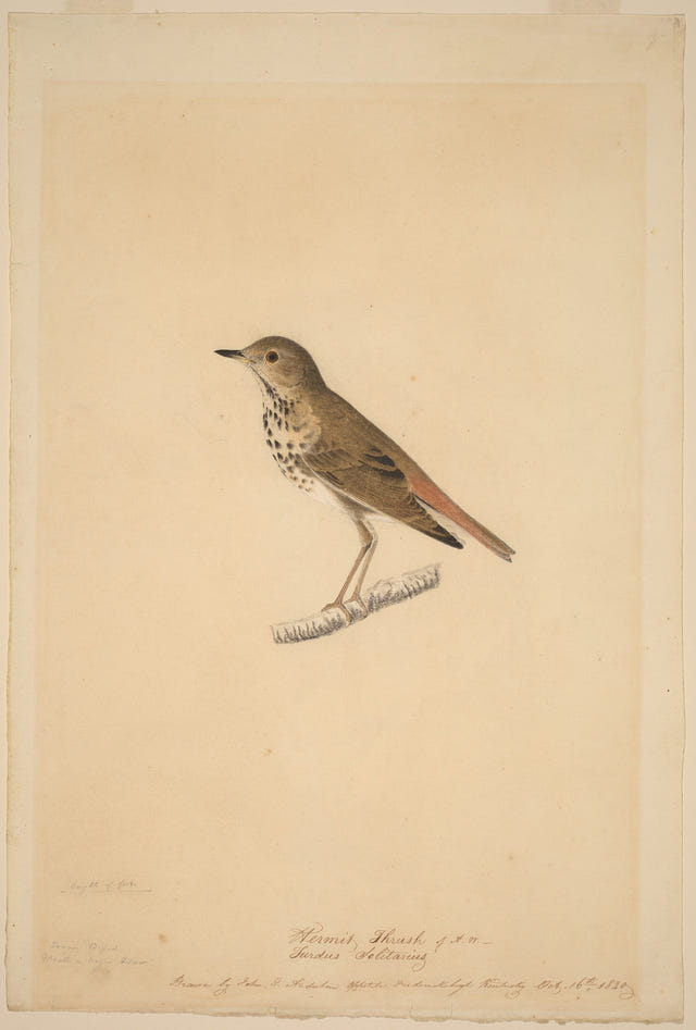 Hermit Thrush by John James Audubon — complete composition