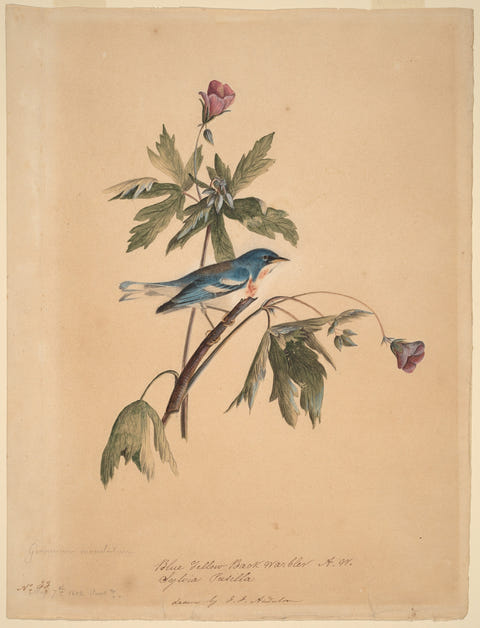 Blue Yellow Back Warbler by John James Audubon — complete composition