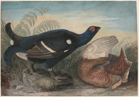 English Black Cocks by John James Audubon — complete composition