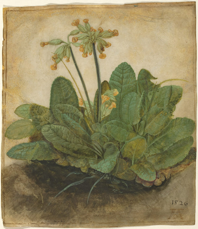 Tuft of Cowslips by Albrecht Dürer — complete composition