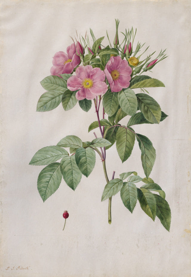 Pasture Rose (Rosa Carolina Corymbosa) by Pierre-Joseph Redouté