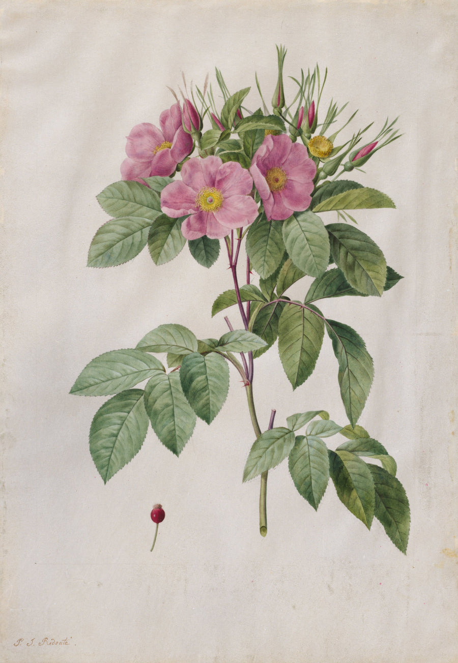 Pasture Rose (Rosa Carolina Corymbosa) by Pierre-Joseph Redouté